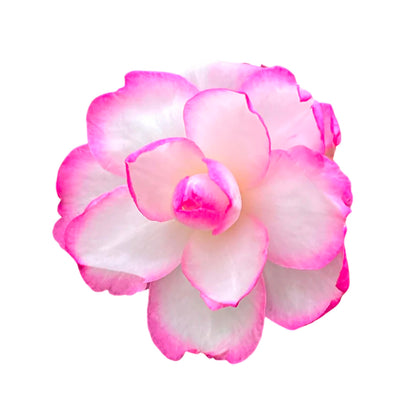 Bob’s Supreme Camellia – Evergreen Flowering Shrub with Large Red Blooms, Hardy Garden Plant for Borders, Containers & Landscapes (2 Gallon/Potted/Single)
