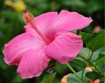 Hawaiian Pink Hibiscus Plant Cutting Live - Tropical Flowering Shrub 1-3 Inch, Easy Care Hardy Perennial 8-12 Feet, Big Island Grown Extended Bloom