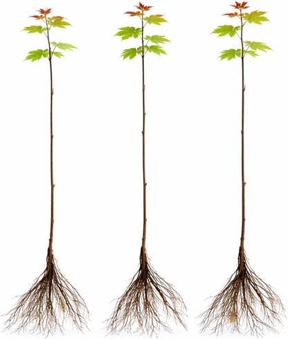 3 Pack Red Maple Trees (Acer rubrum) – Live Hardy Shade Trees, Vibrant Red Foliage, Fast Growing Landscape Trees for Yard & Garden - Ships Dormant, No Leaves