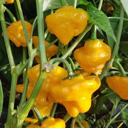 Live Yellow Scotch Bonnet Pepper Plant in 4 Inch Pot, 4–7 Inch Tall Seedling, Jamaican Hot Pepper Plant for Garden or Container Growing