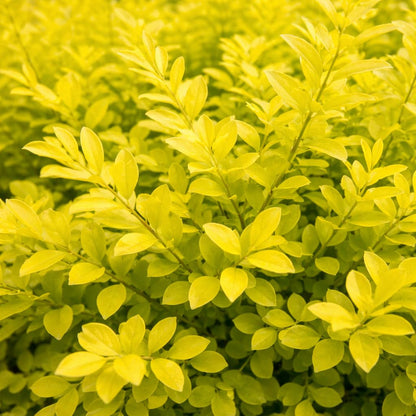 Sunshine Ligustrum 3-Gallon