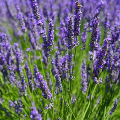 Live Phenomenal Lavender Plant, Fragrant Lavandula Plant, 8-10 Inches Tall in Quart Pot, Ready for Indoor or Outdoor Growing