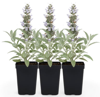 White Sage 3 Live Plants (Salvia apiana) – Sacred California Native Bee Sage Shrub for Outdoor Gardens, Fragrant Silver Leaves, Drought Tolerant Pollinator Friendly Landscaping