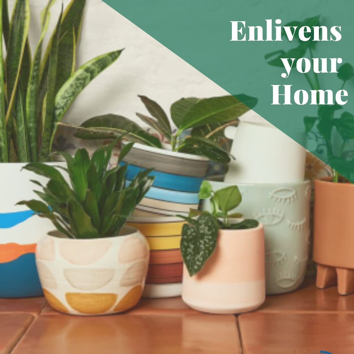 House Plant Shop | Philodendron 'Velvet' - 4" Pot | Live Indoor Plant | Easy to Care | Natural Décor Plant | Great Gifts| Free Care Guide