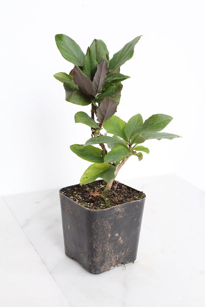 MyShelfie Purple Honeysuckle Vine Plant Fragrant Purple Flower (Lonicera Japonica Purpurea), Live Starter Plant with Purple Leaves, 2-Inch Pot