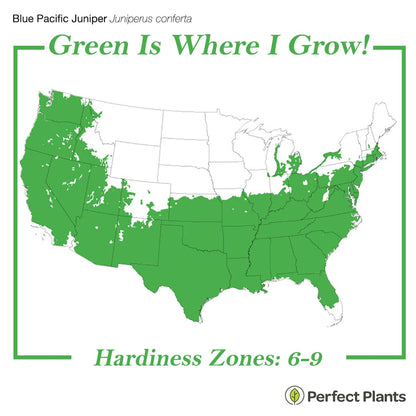 Perfect Plants Blue Pacific Juniper Shrub 1 Gallon | Real Live Outdoor Plant | Exotic Groundcover Perennial | Evergreen Foliage All Year Long