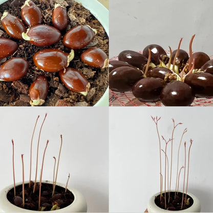 15 Lychee Seeds for Planting, Lychee Fruit Seeds Garden