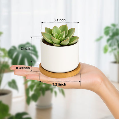 ZOUTOG Succulent Pots 3.1 Inch,6 Pack Succulent Planters,Small Pots for Plants with Drainage and Tray,White Ceramic Flower Planters for Indoor Plants,Home,Office,Desk