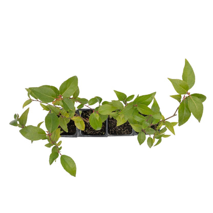 4 Xylosma Congestum, Live Plants – Shiny Xylosma in 2.5” Nursery Cubes – Fast-Growing, Low-Maintenance Evergreen Shrub for Hedges & Landscaping