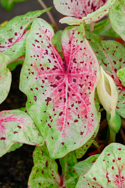 10 Florida Clown Caladium Bulbs for Planting - Perennial Hosta, Elephant Ears, Fancy (10 Bulbs)