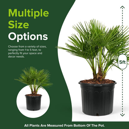 European Fan Palm Tree Multi - Chamaerops Humilis, Cold Hardy Mediterranean Palm, Drought-Tolerant Ornamental Plant for Patios, Gardens, and Landscapes (2gal Pot, 1-2ft)