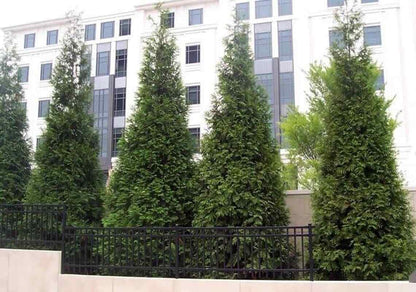 Live Plant - 30 Thuja Green Giant Arborvitae Trees/Shrubs, 6-12" Tall Live Plants, 2.5" Pots