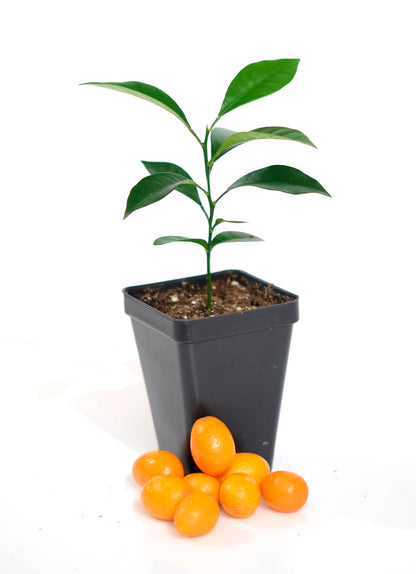 Kumquat Tree Starter Plant. Fortunella Margarita. 3" - 5"