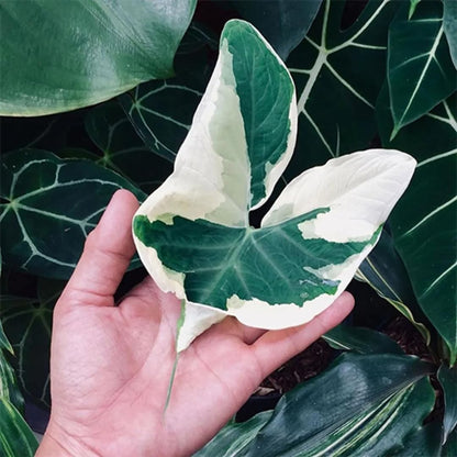Colocasia Elephant Ears Live Plant, Alocasia Plant, Esculenta Taro Live Houseplant, 5-7 Inc Tall (Variegated)