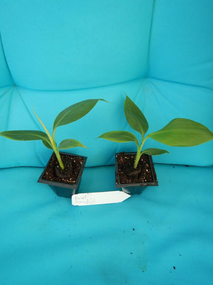 Live Plant - Dwarf Cavendish Banana Tree Live Musa Banana Starter Plant