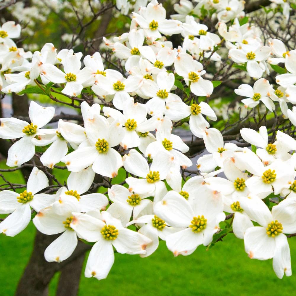 White Dogwood Tree Live Plant, Flowering Ornamental Tree for Growing, 8-14 Inch Tall, in Quart Pot