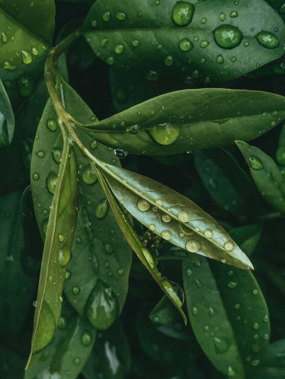 Bay Laurel Tree - Laurus Nobilis - Bay Leaf Live Plant (5–9 Inches Tall) - True Laurel, Aromatic Evergreen – Container-Friendly Patio Tree or Indoor Herb