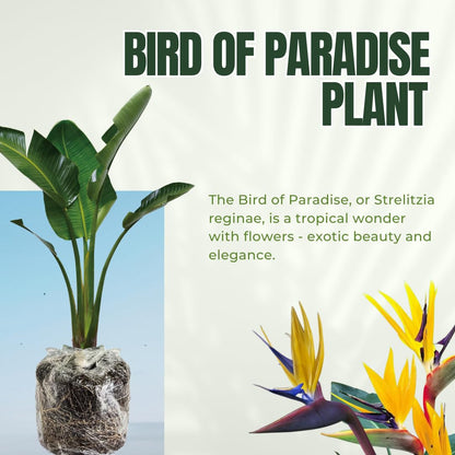 Bird of Paradise Plants - Live Tropical Ornamental Houseplant, 6-8" Indoor and Outdoor Planting, Zones 9-11 (Orange)