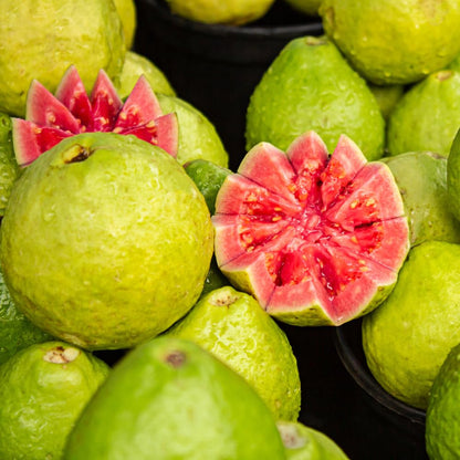 Red Guava Tree Live Plant, Edible Sweet Guava Fruit, 8 to 10 Inches Tall, Ideal for Backyard, Patio and Landscape