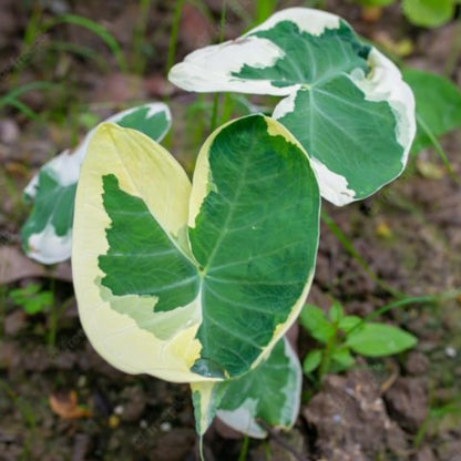 Colocasia Elephant Ears Live Plant, Alocasia Plant, Esculenta Taro Live Houseplant, 5-7 Inc Tall (Variegated)