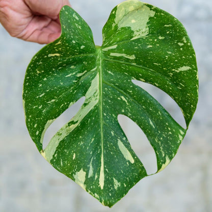 Monstera Plant Live, Starter Plant from 4-6 Inch Tall, Split Leaf Houseplant, Live Monstera Plants Indoor (Constellation)
