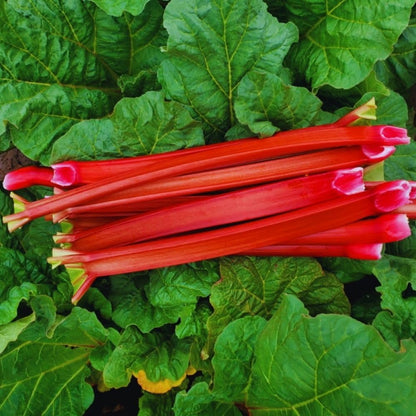 5 Large Rhubarb Plants Roots for Planting, Rhubarb Plants Live Roots for Planting, 3 to 5 Inc Tall, Backyard Gardens