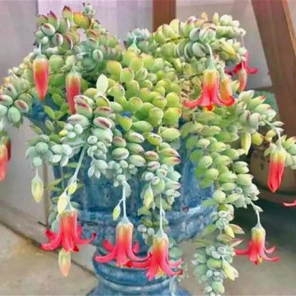 Cotyledon Pendens Succulent Live Plant Potted, Trailing Succulent Rare House Plant for Home Office Decoration, Indoor Outdoor Growing, 4" Pot, Starter Plants