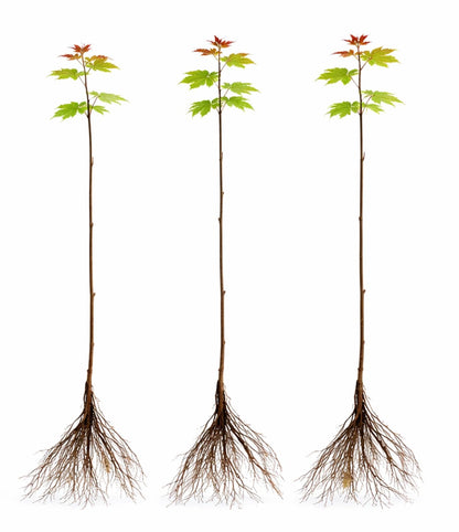 2 Red Maple Tree Plants for Growing | Live Tree Seedlings Ready to Plant