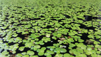 Duckweed (Lemna Minor) - 1200 Plants - Small Disabled Veteran Owned Company - South Shore Retail - Live Aquarium + Pond Plants