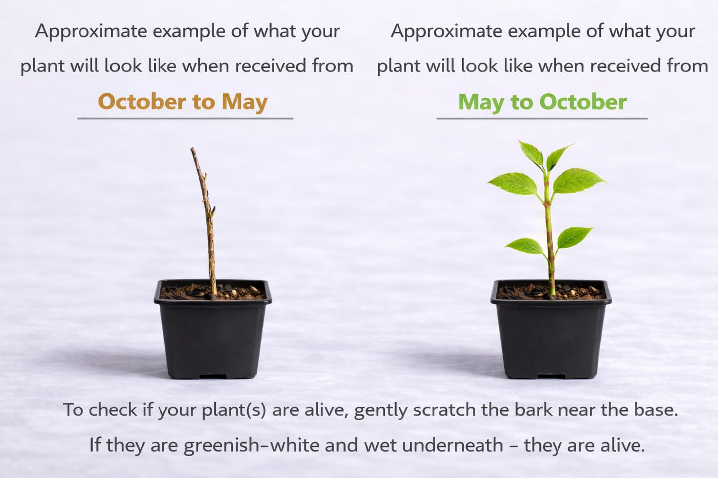 American Beautyberry Shrub/Bush - 4-8" Tall Live Plant - 2.5" Pot - Purple Beauty Berry Seedling - Callicarpa Americana