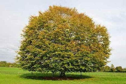 Live Plant - 2 American Beech Trees - 6-12" Tall Live Plants - Quart Pots - Fagus grandifolia