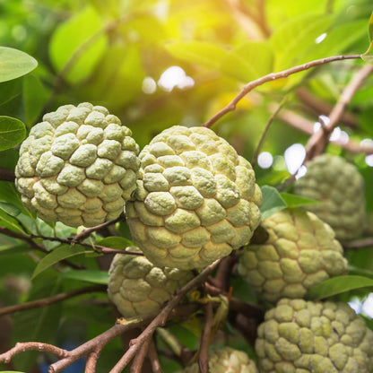 Green Sugar Apple Tree Live Plant, Tropical Custard Apple Fruit Plant, 1-2 Ft Tall in 1 Gallon Pot, Hardy, Cold Climate Ready, No Ship to CA,HI,AK