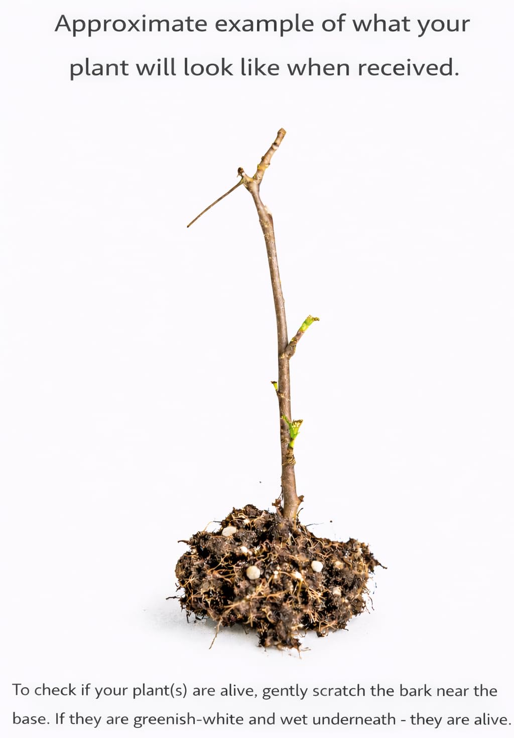 Captivator Gooseberry Shrub - 6-12" Tall Live Plant - Red Goose Berry Bush Seedling - Edible Berries - Ribes uva-crispa 'Captivator'