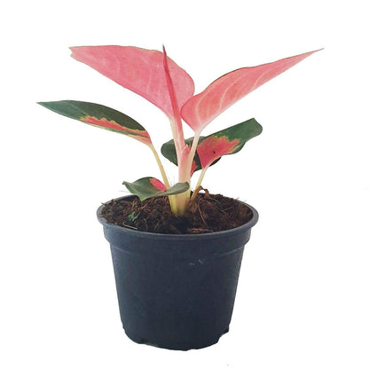 Pink Pearl Chinese Evergreen Plant - Aglaonema - Low Light - 4" Pot