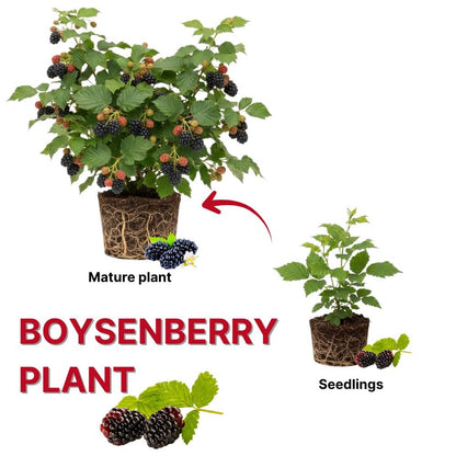 Combo 2 Boysenberry Plant 4 to 7 Inch Tall, Sweet Berry Bush Plants, Hardy Berry Fruit Plants Live for Planting Outdoor Garden, No Pot
