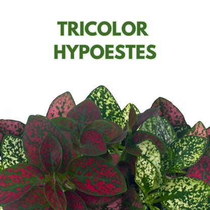 BubbleBlooms Tricolor Hypoestes phyllostachya 2 inch Set of 3 Flamingo Polka Dot Plant Red White and Pink Tiny Mini Pixie Plants