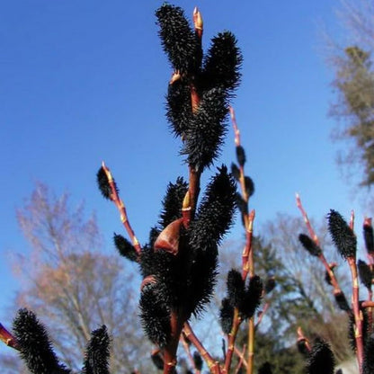 4 Black Pussy Willow Tree Cuttings to Grow - Fresh Cuttings, Ready to Plant