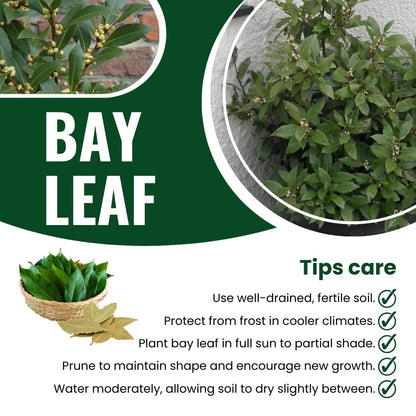 9 Months Old Bay Leaf Tree Live Plant, No Pot Bay Laurel Plants Tree Live for Outdoor Planting, 5-8" in Tall, Fragrant Laurus Nobilis Live Plant