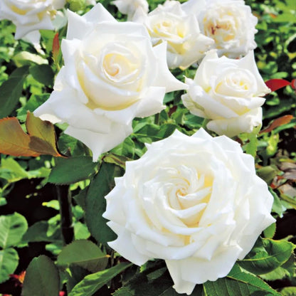 Rose Live Plant for Planting, Fragrant Rose Bush, 5-10” Tall, Ready to Grow Flowering Shrub for Outdoor Garden Beds and Containers (White Rose)