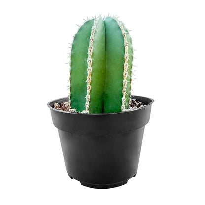 Sprout N Green Mexican Fence Post Cactus | Pachycereus marginatus, 4" to 6" High Live Cacti Plant, Office Home Décor, Keep Away from Pets