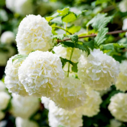 2 Old Fashion Viburnum Plants Live for Planting, Snowball Viburnum Live Plants 6 to 10 Inches Height, 4" Pots, Viburnum Shrubs