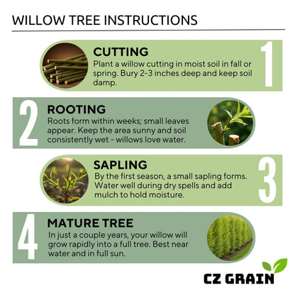 Blackskin Willow Bonsai Tree Cutting to Grow - Rare Dark Branches, Easy-to-Grow Bonsai for Indoor & Outdoor Decor, Beginner-Friendly, Unique Miniature Tree Gift, Fast Growing