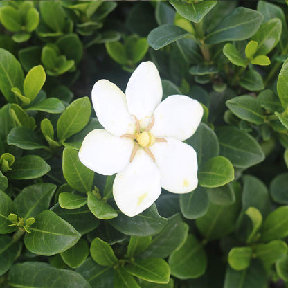 Perfect Plants Kliem's Hardy Gardenia Live Plant, 1 Gallon Pot