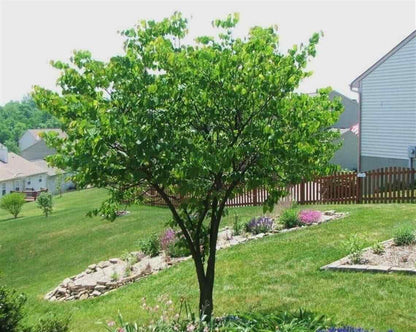 Live Plant - Eastern Redbud Tree - 18-24" Tall Seedling - Live Plant - Cercis candensis
