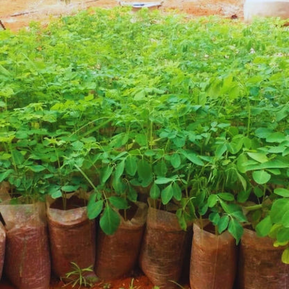 1 Pack 2 Moringa Trees Live Plants, Drumstick Malunggay Tree, Moringa Oleifera Herb Horseradish, 5 to 10 Inc Tall