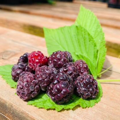 Set of 2 Raspberry Plants Live, Sweet Raspberry Bushes, 5-8 Inches Tall, Well-Rooted, Ready for Growing (Glencoe Raspberry)