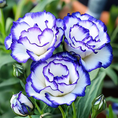 Eustoma Lisianthus Plant Live, Lisianthus Flowers Well Rooted Plug 2-3 Inch Height, Lisianthus Thornless Roses Seedling (Rare Blue Lisianthus)