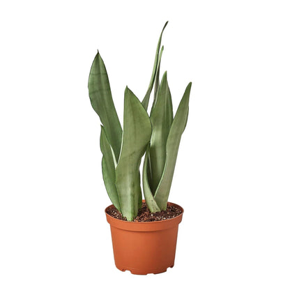 Snake Plant Moonshine | Live Plant for Indoor & Outdoor | for Living Room, Office, Bathroom | (4" Pot)