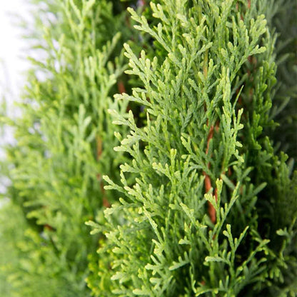 Emerald Green Arborvitae (2.5 Quart) Evergreen Shrub/Tree with Green Foliage - Full Sun to Part Shade Live Outdoor Plant