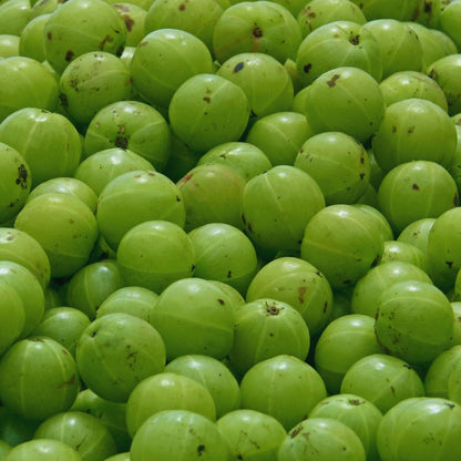 Green Gooseberry Plant Live for Planting, 5 to 9 Inc Long, Sweet Gooseberry Bushes Live Plant Growing